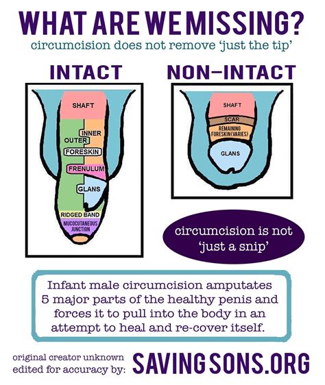 penis necircumcis|What to Know About Circumcised vs. Uncircumcised。